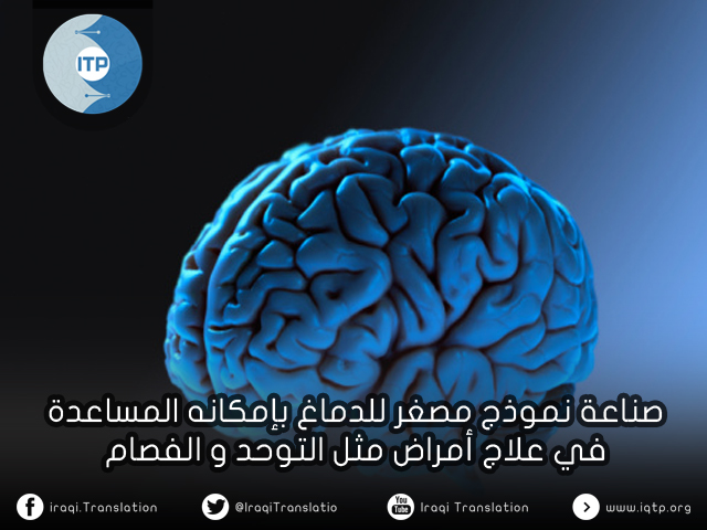 صناعة نموذج مصغر للدماغ بإمكانه المساعدة في علاج أمراض مثل التوحد والفصام صناعة نموذج مصغر للدماغ بإمكانه المساعدة في علاج أمراض مثل التوحد والفصام