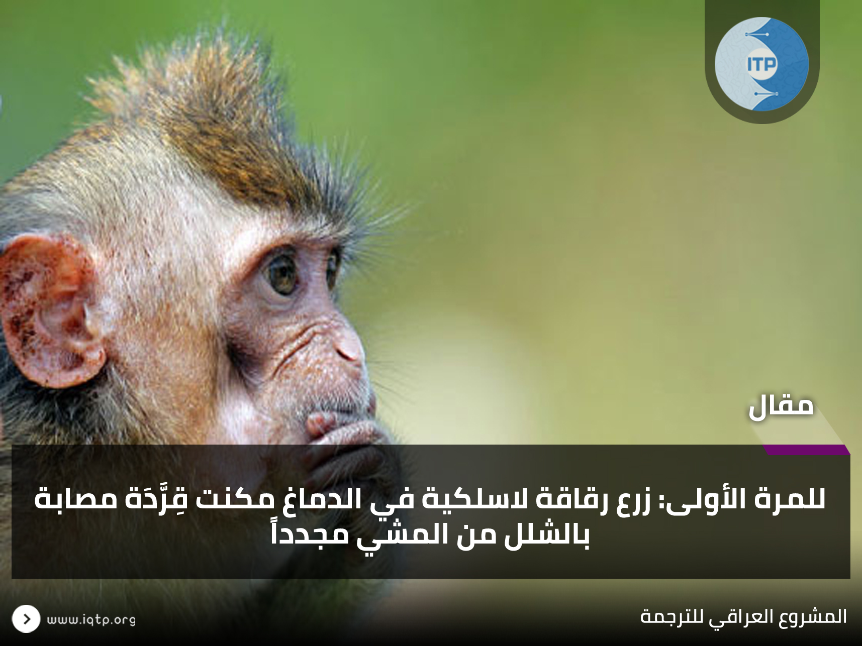 للمرة الأولى زرع رقاقة لاسلكية في الدماغ مكنت قِرَّدَة مصابه بالشلل من المشي مجدداً للمرة الأولى زرع رقاقة لاسلكية في الدماغ مكنت قِرَّدَة مصابه بالشلل من المشي مجدداً