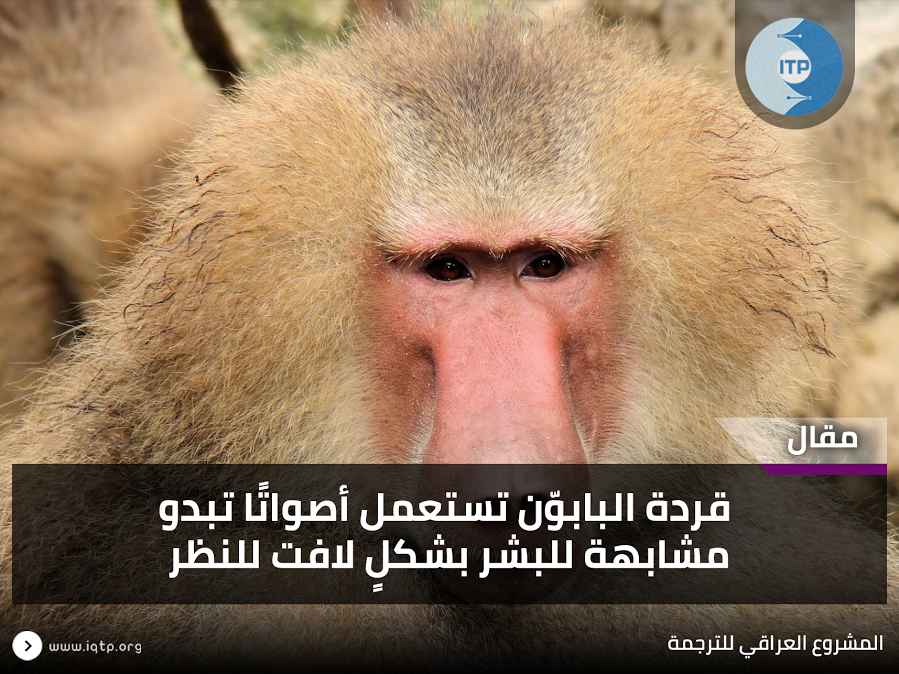 قردة البابوّن تستعمل أصواتًا تبدو مشابهة للبشر بشكلٍ لافت للنظر قردة البابوّن تستعمل أصواتًا تبدو مشابهة للبشر بشكلٍ لافت للنظر
