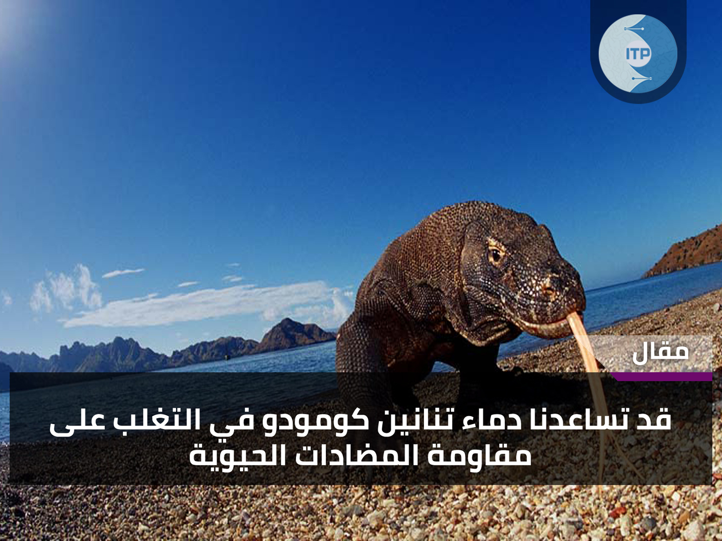 قد تساعدنا دماء تنانين كومودو في التغلّب على مقاومة المضادّات الحيويّة قد تساعدنا دماء تنانين كومودو في التغلّب على مقاومة المضادّات الحيويّة