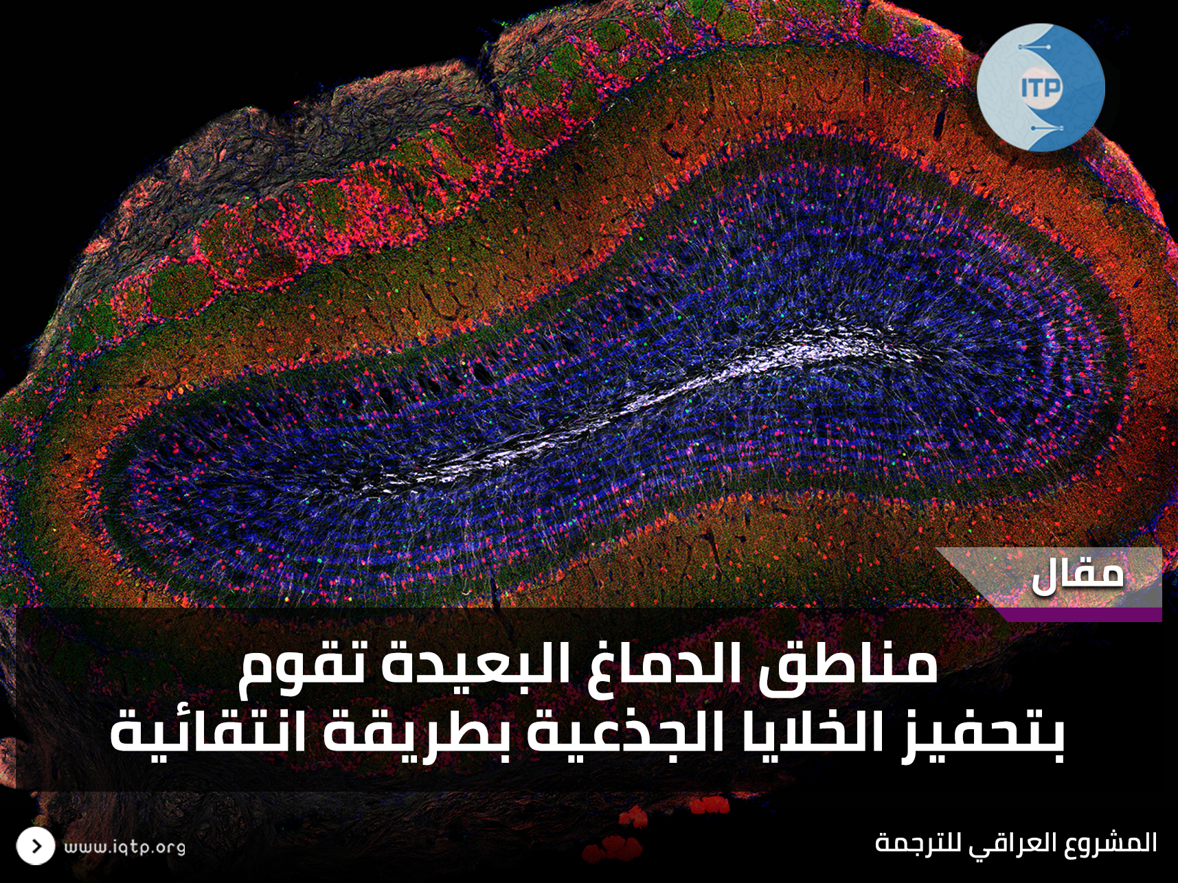 مناطق الدماغ البعيدة تقوم بتحفيز الخلايا الجذعية بطريقة انتقائية مناطق الدماغ البعيدة تقوم بتحفيز الخلايا الجذعية بطريقة انتقائية